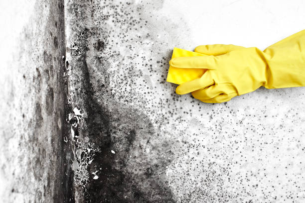 Best Water Damage & Mold Remediation  in Crosby, MN