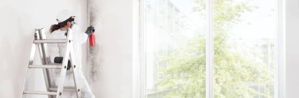 Reliable Crosby, MN Mold Removal Solutions